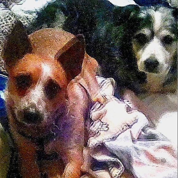 Meet your Posher, Jesse - Picture 1 of 1